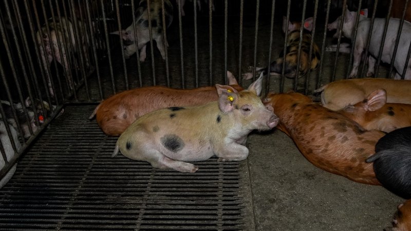 Pigs sitting together in pen