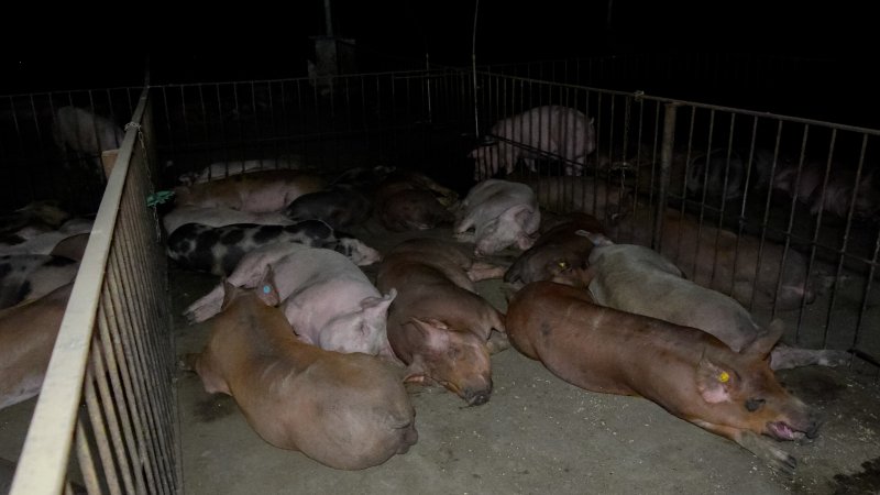 Finisher pigs in pen together