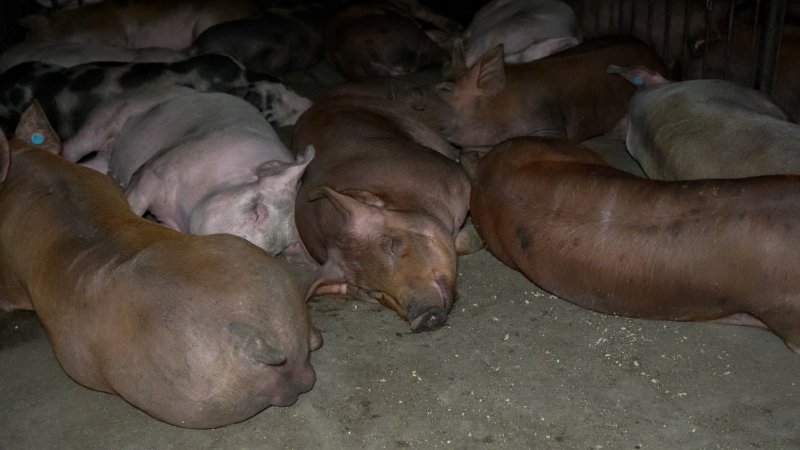 Finisher pigs in pen together