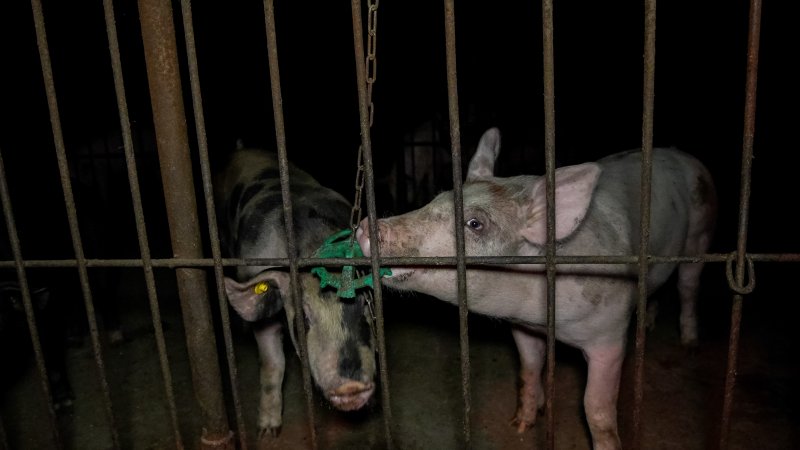 Pigs playing with metal toy on chain