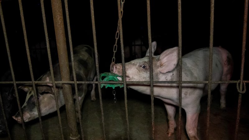 Pigs playing with metal toy on chain