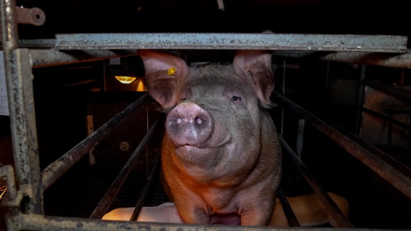 A mother sow in a farrowing crate