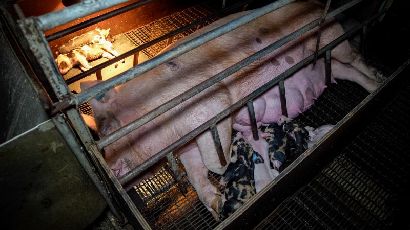 Piglets nursing from sow in farrowing crate