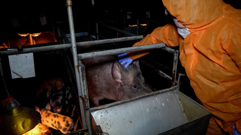 Investigator patting a sow in a farrowing crate