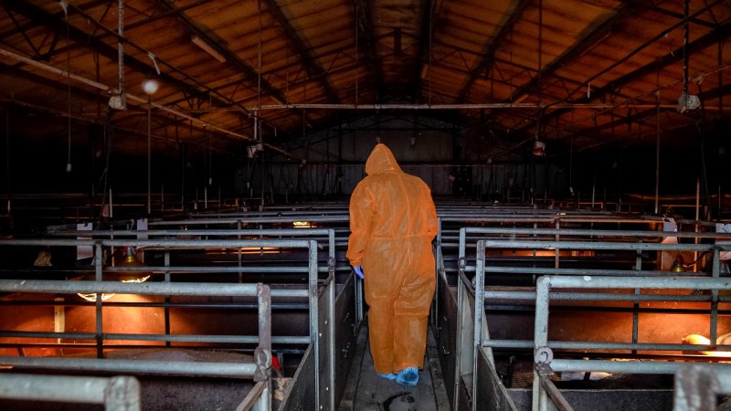 An investigator walking through the aisle of a farrowing shed