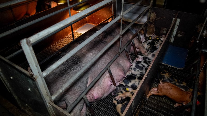 Piglets nursing from sow in farrowing crate