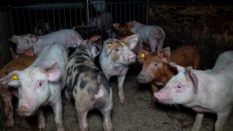 Grower pigs in pen