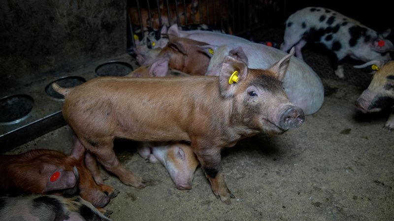 Young pig in a pen