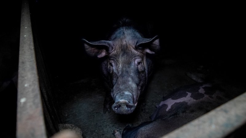 Boar in a pen