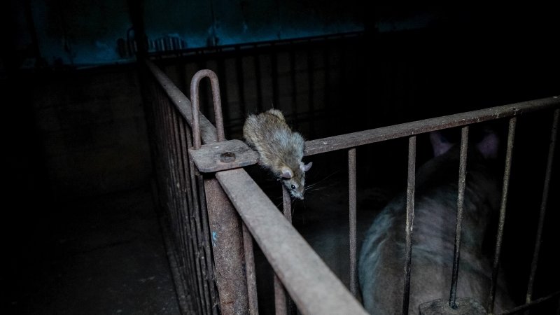 Rat running along pens inside pig shed