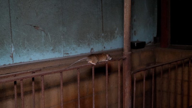 Rat running along pens inside pig shed