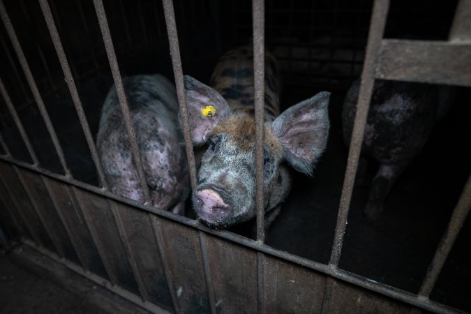 Grower pigs in pens