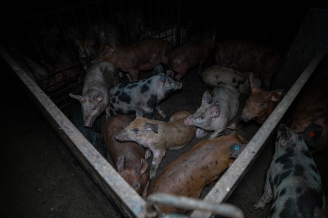 Grower pigs in pen