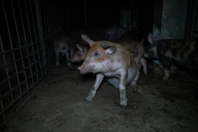 Grower pigs in pens