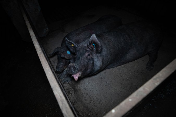 Boars in stalls