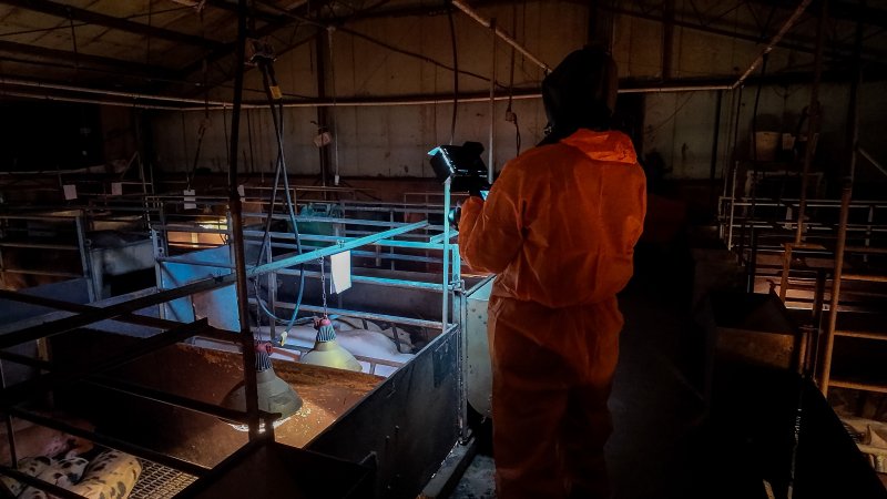 Investigator filming in farrowing shed