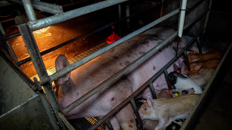 Piglets nursing from sow in farrowing crate