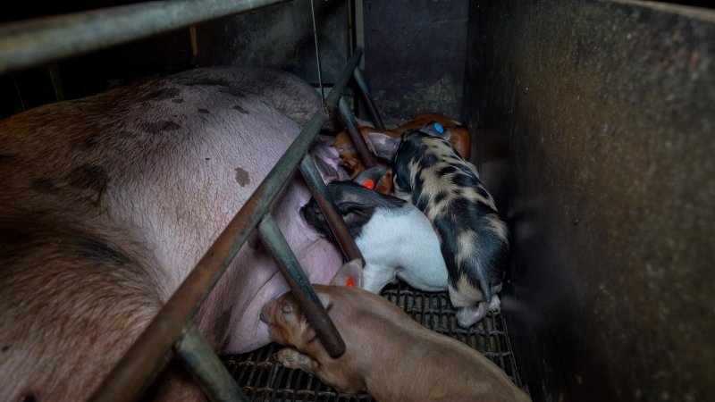 Piglets nursing from sow in farrowing crate