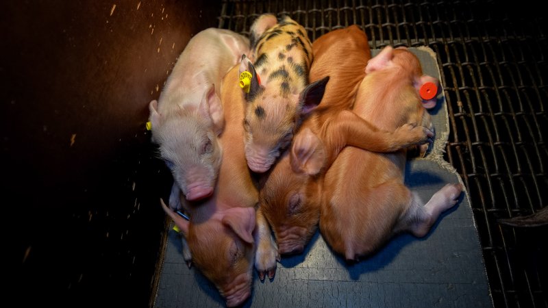 Piglets huddled together under heat lamp