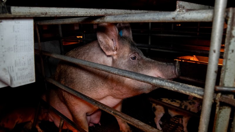 A mother sow looking through the bars of a farrowing crate