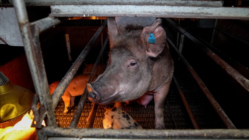 A mother sow in a farrowing crate