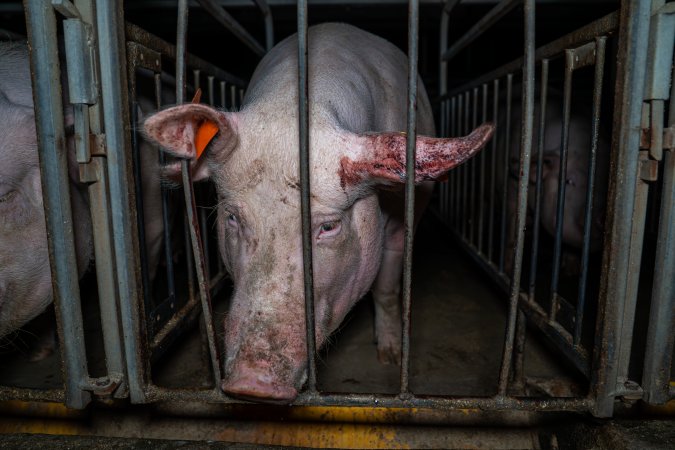 Sow in sow stall with bloody ear