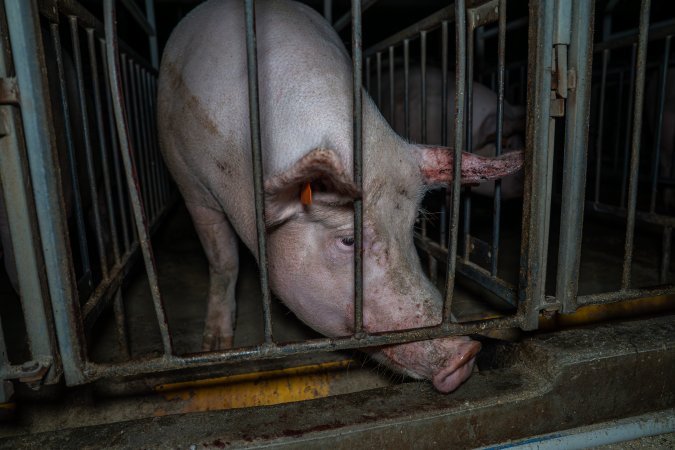 Sow in sow stall with bloody ear