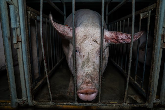 Sow in sow stall with bloody ear