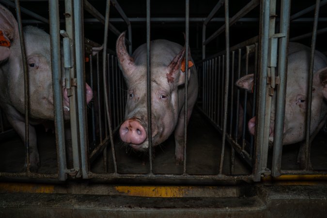 Sow in sow stall with bloody ear