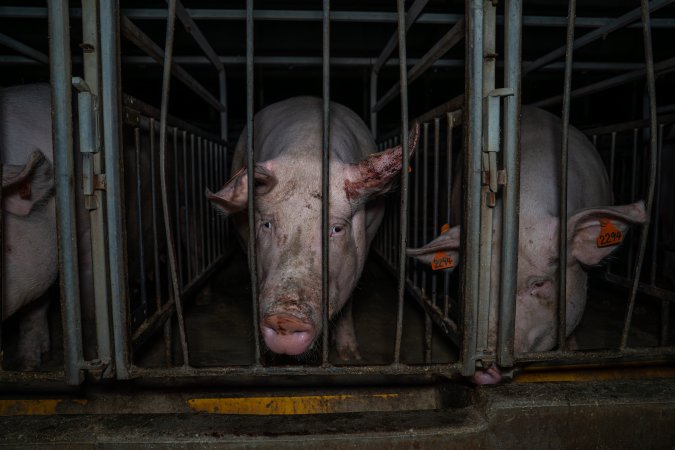 Sow in sow stall with bloody ear