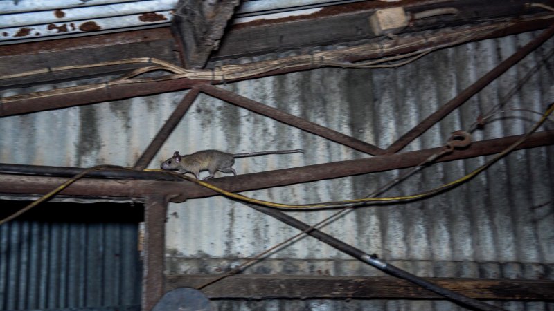 Rat in group housing shed