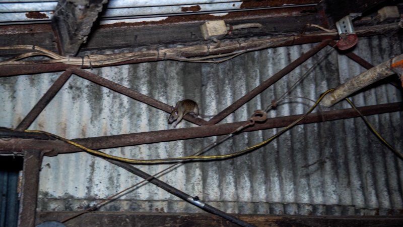 Rat in group housing shed