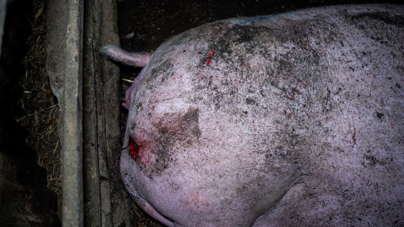 Sow with rat bites on ear