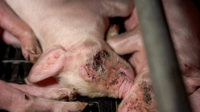 Piglet in farrowing crate