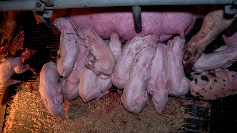 Piglets in farrowing crate