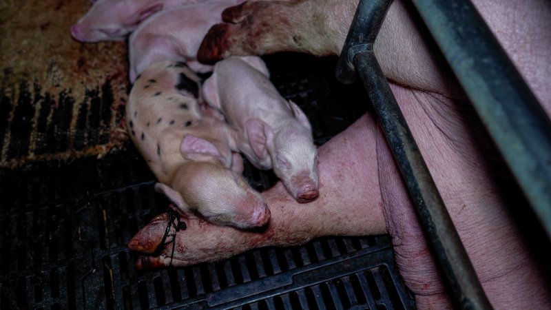 Piglets in farrowing crate