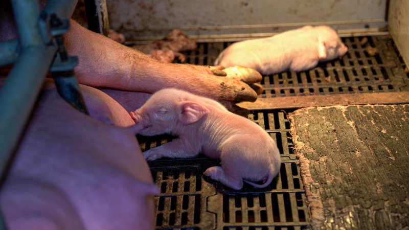 Piglets in farrowing crate