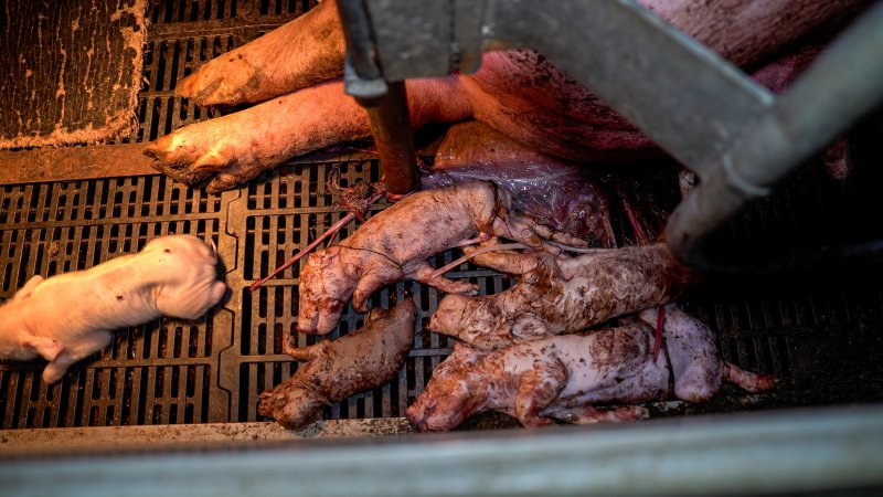 Stillborn and 'mummified' piglets in farrowing crate