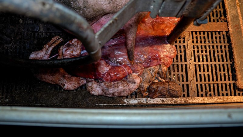 Stillborn and 'mummified' piglets in farrowing crate