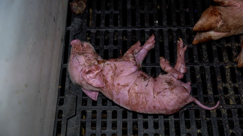 Sick piglet in farrowing crate