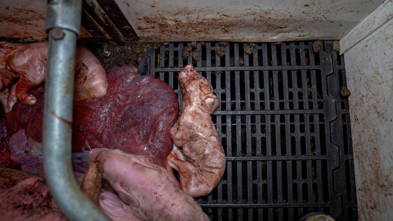 Stillborn piglets in farrowing crate