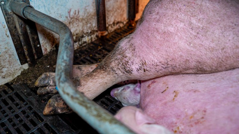 Dead piglet crushed by mother in farrowing crate