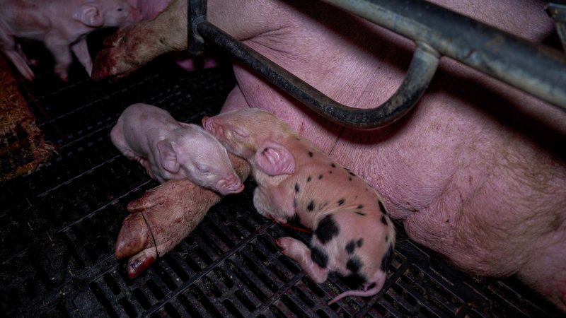 Piglets in farrowing crate