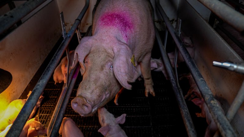 Sow with piglets in farrowing crate