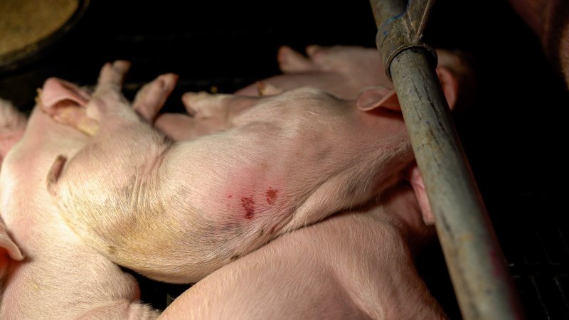 Injured piglet in farrowing crate