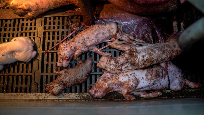 Stillborn and 'mummified' piglets in farrowing crate