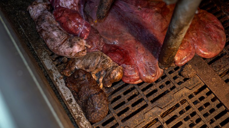 Stillborn and 'mummified' piglets in farrowing crate