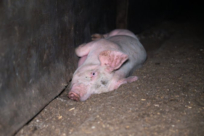 Grower pig lying on the ground