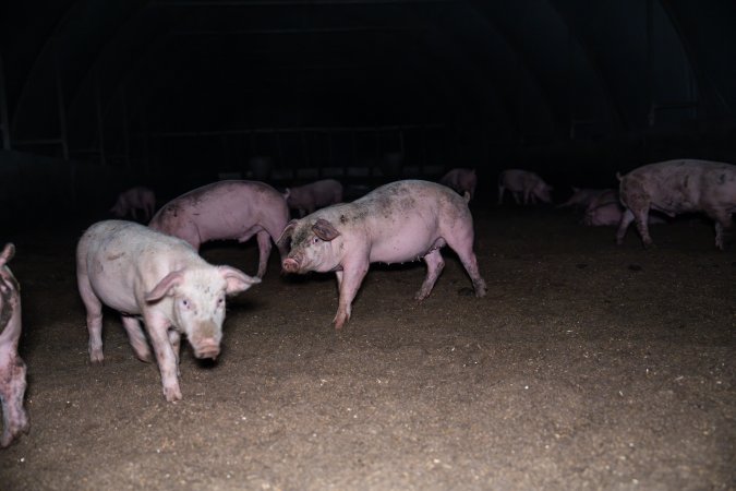 Grower Pigs in eco shed