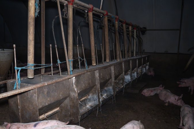 Feeding troughs inside grower piggery